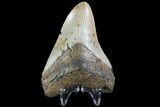 Fossil Megalodon Tooth - North Carolina #86952-2